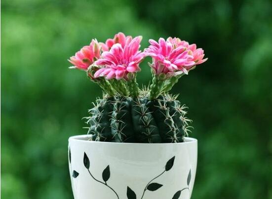 仙人球花語象征與寓意，堅強、溫暖、柔弱、孤獨