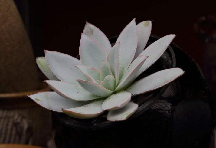 寶石花有毒嗎，無毒且對痛風(fēng)有著很好的治療效果