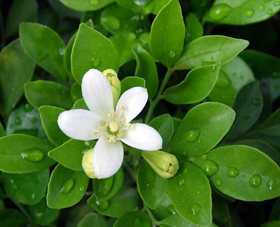 九里香的養(yǎng)殖方法和注意事項(xiàng)，老農(nóng)總結(jié)出七大養(yǎng)殖基本方法