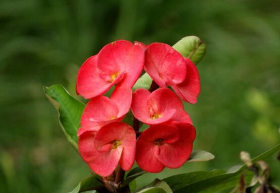 虎刺梅的養(yǎng)殖方法，老農(nóng)總結(jié)六大最實用基本養(yǎng)殖技巧