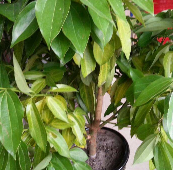 如何給平安樹松土，以樹干為中心、沿周圍輕鏟