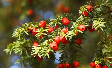 紅豆杉有哪些品種，中國(guó)就有6個(gè)品種