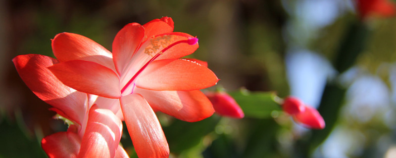 蟹爪蘭有花苞了怎么養(yǎng)