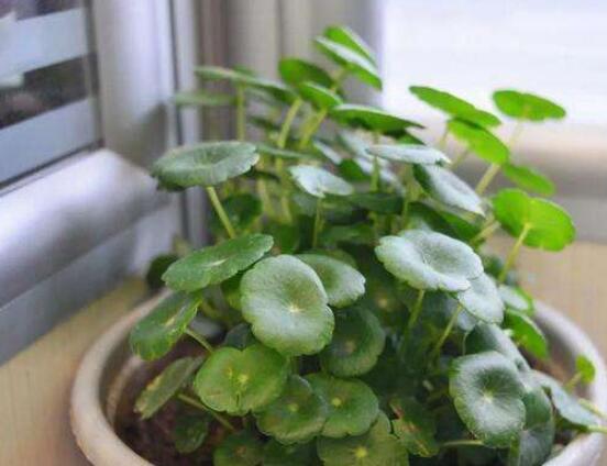 水培銅錢草葉子發(fā)黃怎么辦，四種原因以及解決方法