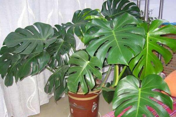 龜背竹一盆養(yǎng)幾棵好，根據(jù)花盆的大小形狀來(lái)決定