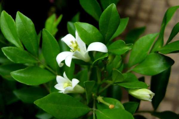 九里香如何長粗，通過光照、溫度、施肥、修剪4步進行