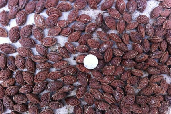 桃花種子怎么種，必須使用處理后的種子種植