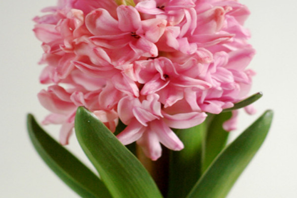 南方風(fēng)信子什么時(shí)候種