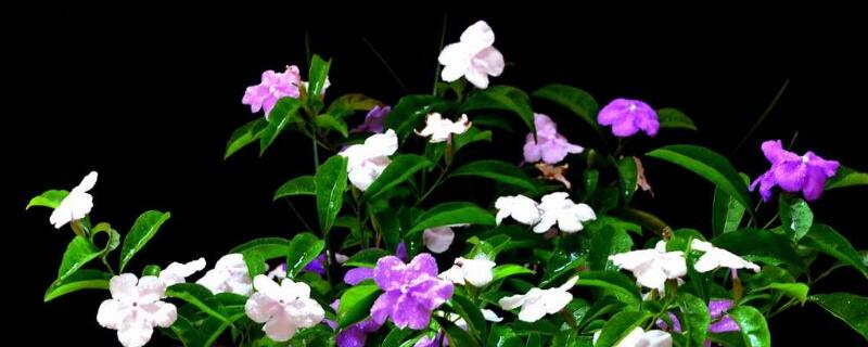 鴛鴦茉莉?yàn)槭裁吹羧~子