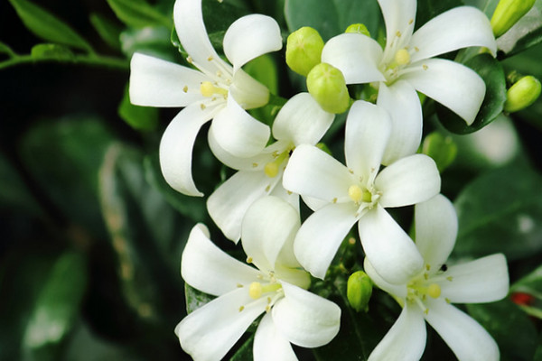 九里香冬季怎么養(yǎng)護(hù)