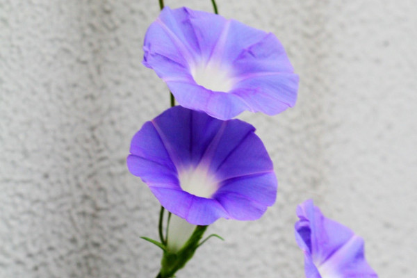 室外怎么養(yǎng)牽?；? src="/nongchan/d/file/20201223/rcsngzvfljg.jpg" / data-YhKE="erXcGP"></p>
<p data-Xhmj="dITNji">
	在室外養(yǎng)護牽牛花時需要使用合適的土壤。牽?；ㄟm合生長在營養(yǎng)含量較為豐富、排水性較好的土壤中，所以在種植牽?；〞r最好使用微量元素含量較為豐富、土質(zhì)較為疏松的腐殖土，并且在種植前需要將土壤中的雜質(zhì)清理干凈。</p>
<p data-NJ4q="D3MEBp">
	<strong data-qNo3="GJzLDG">2、充足光照</strong></p>
<p data-nJ74="UZmLsP">
	<img alt=