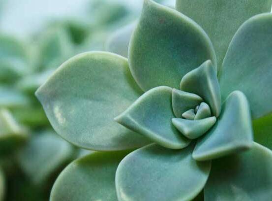 寶石花應(yīng)該怎么養(yǎng)，只要全面掌握五個(gè)要點(diǎn)生長(zhǎng)無(wú)憂(yōu)