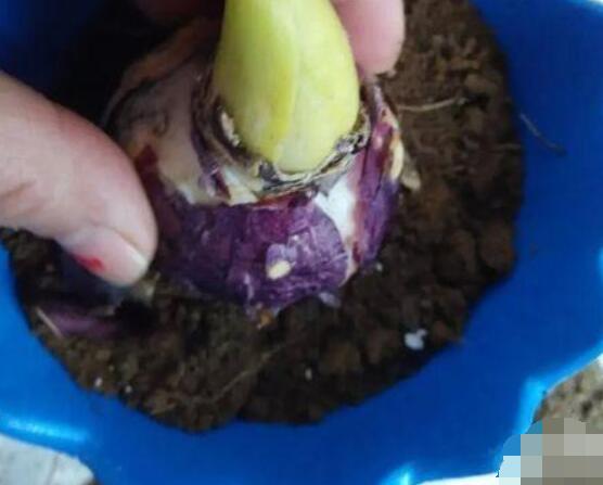 風(fēng)信子怎么種，老農(nóng)總結(jié)最簡(jiǎn)單有效五個(gè)步驟