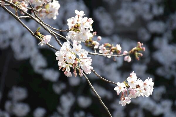 櫻花的種植方法，5步即可完成櫻花的種植