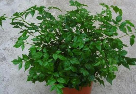 幸福樹水生根技巧，做好四點步驟即可水培爆盆