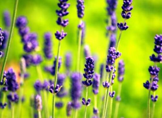薰衣草有什么功效，舒緩修護(hù)、改善心肌、安撫神經(jīng)