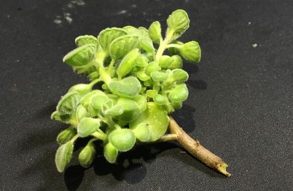 碰碰香花有毒嗎，不光沒(méi)毒并且還有很大的作用