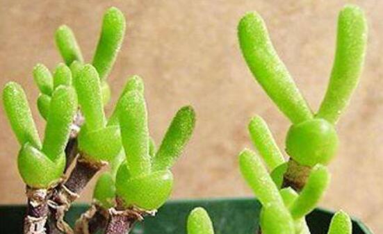 碧光環(huán)開花嗎，會(huì)開/從種植到開花需要5-7年(時(shí)間漫長(zhǎng))