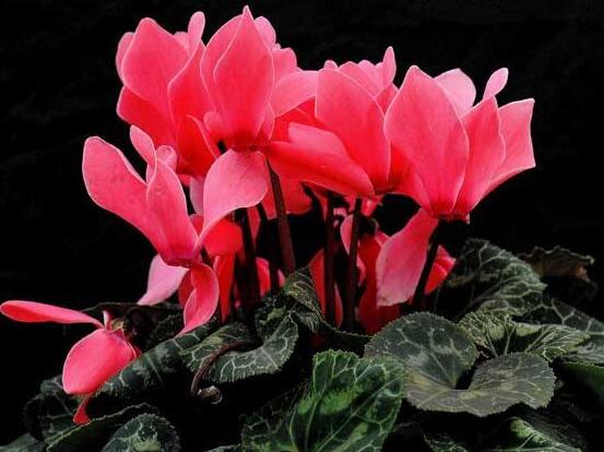 仙客來葉子蔫了怎么辦，主要由最直觀三種原因?qū)е? src="/nongchan/d/file/20201223/2o40eqpqemc.jpg" style="width: 552px; height: 430px" / data-KMuJ="WwlgNm"></strong></p>
<p data-rbWA="eK0SbP">
	光照對(duì)于植株生長重要性不言而喻，若是在養(yǎng)殖仙客來過程中，長期置于陰暗環(huán)境下，則沒有陽光的照射，長期下來就會(huì)導(dǎo)致葉子發(fā)焉。若是長期處在光照比較強(qiáng)的環(huán)境中，則就會(huì)直接灼傷葉片，導(dǎo)致出現(xiàn)葉子發(fā)焉現(xiàn)象。</p>
<p data-mTVA="YDSY9O">
	<img alt=