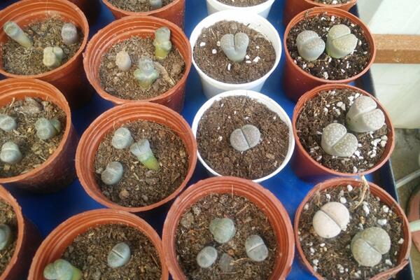 生石花繁殖方法，主要通過播種和分株兩種方法進行