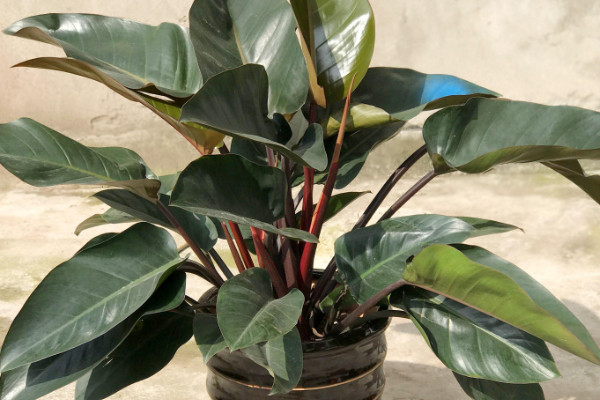 滴水觀音與金鉆的區(qū)別