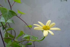 常春藤會開花嗎，常春藤什么時候開花