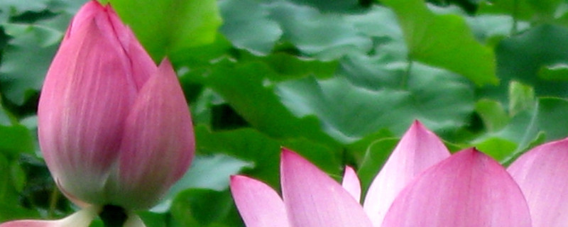 荷花冬天放室內(nèi)會(huì)開(kāi)么