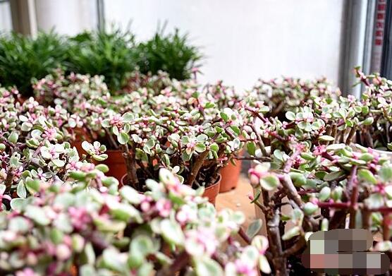 雅樂之舞如何變粉，五個小妙招教你變得粉紅