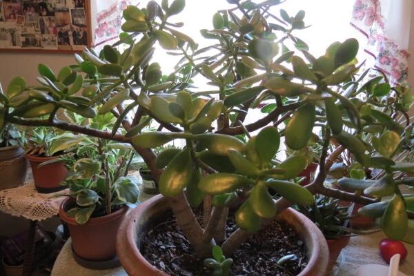 剛扦插的玉樹能澆水嗎，澆水可能會(huì)導(dǎo)致腐爛