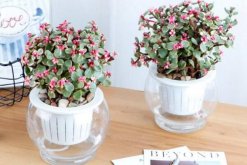 雅樂之舞可以水培嗎，水培日常管理更加方便