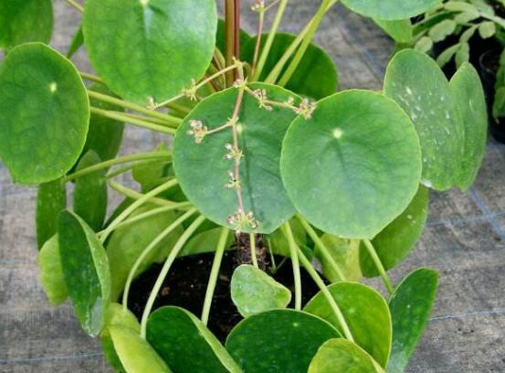 銅錢草和鏡面草的區(qū)別，外觀/生長環(huán)境/價值三種區(qū)別方法