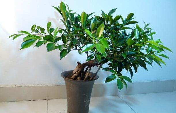 平安樹葉子發(fā)黑的原因，病蟲害等三種原因造成