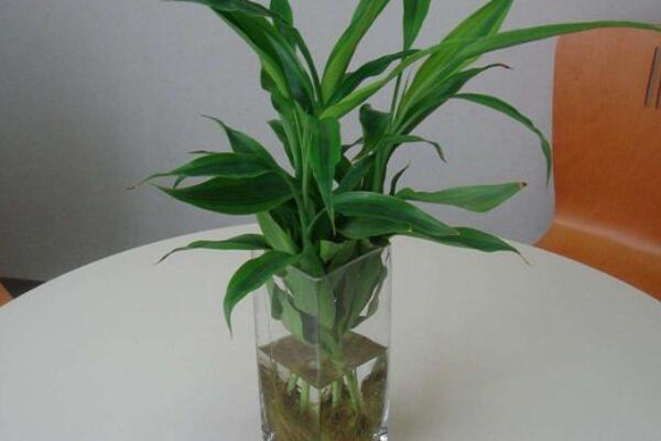 富貴竹根部發(fā)黑發(fā)臭