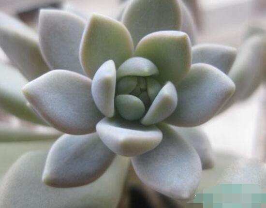 寶石花怎么繁殖，老農(nóng)總結(jié)四種繁殖方法(播種繁殖簡(jiǎn)單易學(xué))