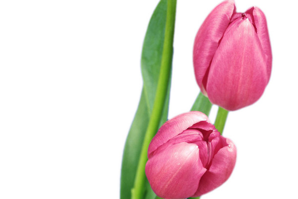 郁金香的特點(diǎn)有哪些