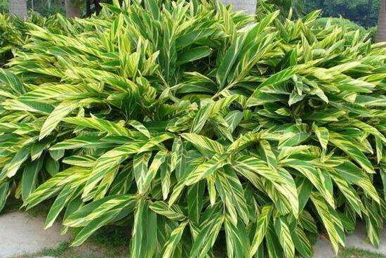 大葉萬年青有毒嗎，誤食會導(dǎo)致聲帶嘶啞、失明