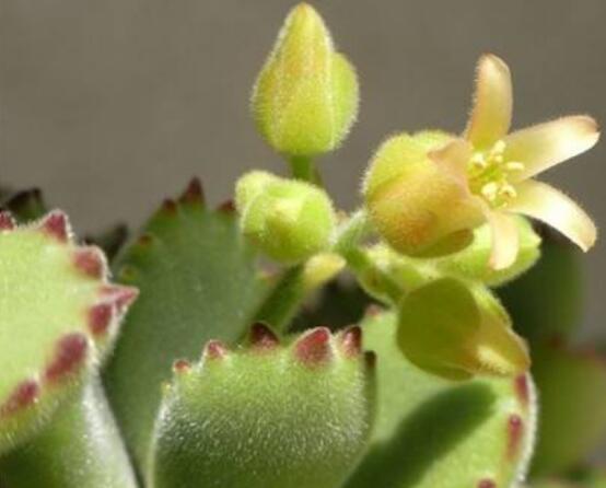 熊童子開(kāi)花會(huì)死嗎，不會(huì)/適當(dāng)遮陰、及時(shí)降溫