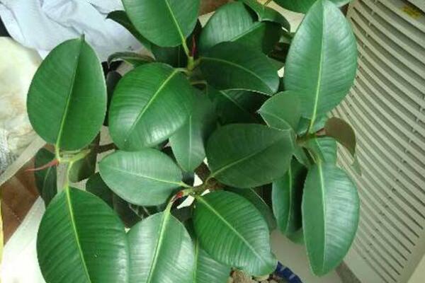 橡皮樹(shù)什么時(shí)候扦插