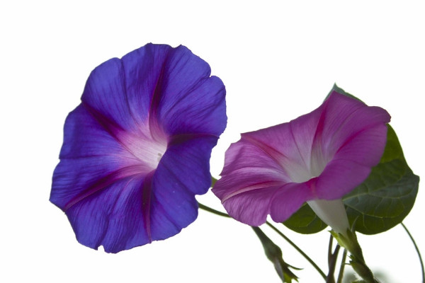 牽牛花能長(zhǎng)多高