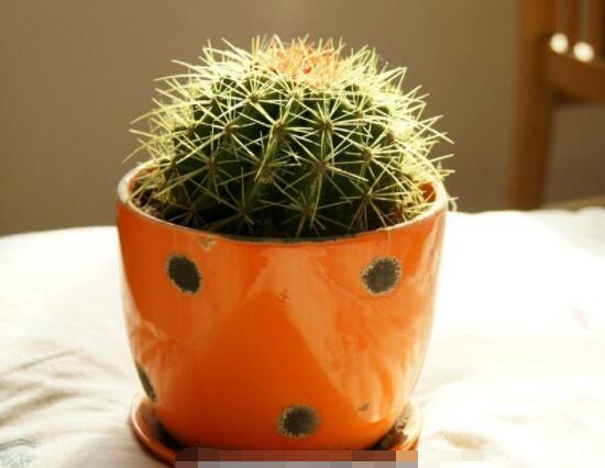 仙人球怎么施肥才正確，老農(nóng)總結(jié)一年四季施肥方法