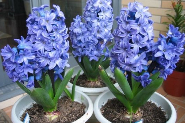 風(fēng)信子花的花語