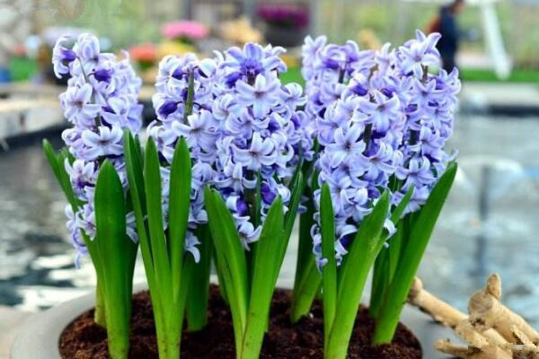 藍(lán)色風(fēng)信子好養(yǎng)嗎，新手必須要掌握的5大要點(diǎn)