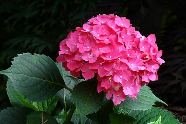 繡球花剪了還會(huì)開(kāi)花嗎