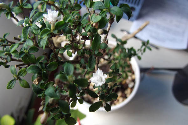 六月雪什么時(shí)候換盆，春季3月份很適合換盆