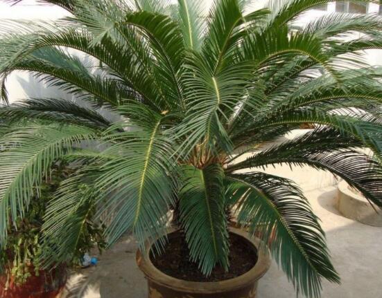 養(yǎng)鐵樹有什么忌諱，沖擊財(cái)運(yùn)與福運(yùn)/戀愛結(jié)婚難