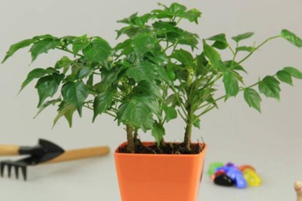 平安樹葉子發(fā)黃是怎么回事，五種原因以及解決方法