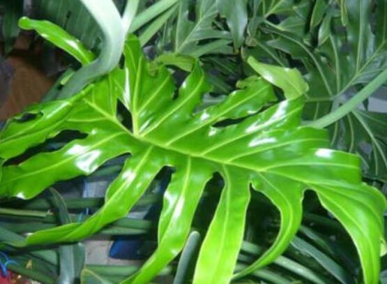 龜背竹水培方法和注意事項，教你超簡單三點步驟/勤換水