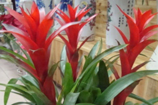 鴻運(yùn)當(dāng)頭側(cè)枝如何扦插