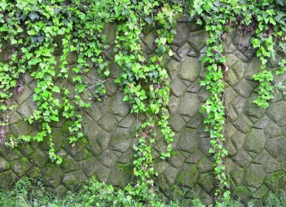 小葉常春藤的養(yǎng)殖方法，教你八個簡單易學(xué)基本方法