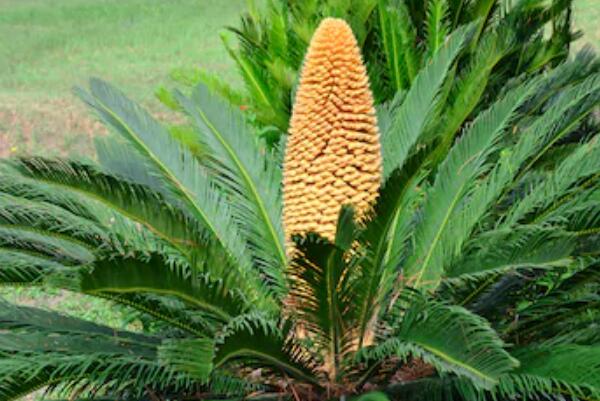 鐵樹養(yǎng)在家里好不好，忌在陽臺養(yǎng)殖